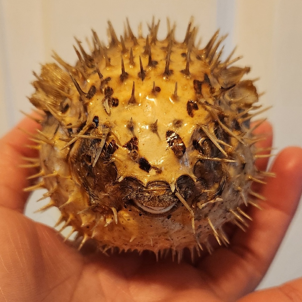 Blowfish